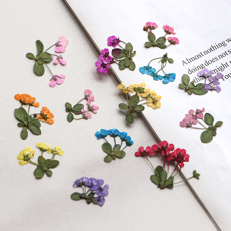 2-3cm/12개, 압축된 작은 꽃, 도매 꽃잎 DIY - Supply For Florist 리뷰 및 가격